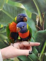 Jonge Lori´s van de Blauwe Bergen | Nieuwsgierig | Handtam