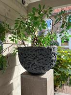 Grote antraciet schaal (55cm), Tuin en Terras, Bloempotten, Ophalen, Gebruikt, 40 cm of meer, Rond