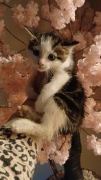 BESCHIKBAAR ! Nog 1 x Brits korthaar kitten mag gelijk mee, Dieren en Toebehoren, Katten en Kittens | Overige Katten
