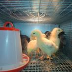 Bleu de Landes kuikens, Dieren en Toebehoren, Pluimvee, Geslacht onbekend, Kip