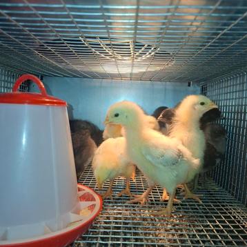 Bleu de Landes kuikens beschikbaar voor biedingen