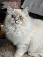 Te koop prachtige ragdollpoes 1 jaar oud stamboom, Poes
