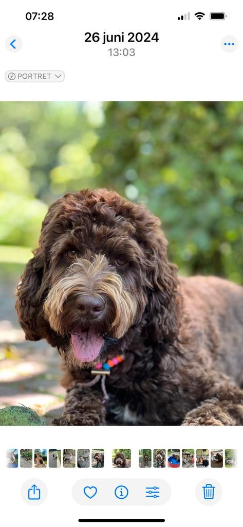 Gezocht Dekreu Cockapoo choco, Dieren en Toebehoren, Honden | Niet-rashonden, Middel, Reu, Particulier, Eén hond, Nederland, 3 tot 5 jaar