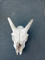 Schedel van een schaap opgezet uit Himalaya taxidermie, Ophalen of Verzenden, Gebruikt, Overige soorten, Schedel