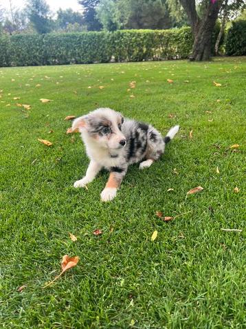 Australian Shepherd x Border Collie pups (reutjes) beschikbaar voor biedingen