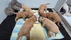 Cockapoo pups uit geteste ouders, Dieren en Toebehoren, Honden | Chihuahua's en Gezelschapshonden, 8 tot 15 weken, Meerdere, Nederland