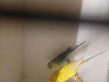 Blackwing grasparkieten  beschikbaar voor biedingen