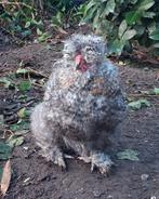 USA zijdehoen haan september 2025, Mannelijk, Kip