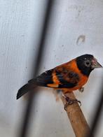 Kapoetsensijs (man), Mannelijk, Tropenvogel