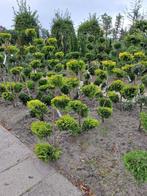Cupressocyparis Gold Rider multibol / bonsai 125 cm hoog, Tuin en Terras, Bloeit niet, Overige soorten, 100 tot 250 cm, Ophalen