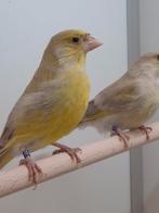 1-1 Europese groenling agaat, Meerdere dieren, Wildzangvogel, Geringd