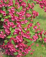 Heester Weigela 'Bristol Ruby' - roze - bijenplant, Halfschaduw, Zomer, Vaste plant, Ophalen of Verzenden