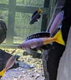 Cyprichromis Leptosoma Kitumba/ Moba - Tanganyika, Dieren en Toebehoren, Vissen | Aquariumvissen, Vis