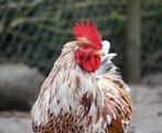 Barnevelder haan (groot), vuilwit, Dieren en Toebehoren, Pluimvee, Mannelijk, Kip