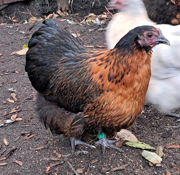 TRIO ORPINGTON KRIEL - rood (koekoek)patrijs - juni '25, Dieren en Toebehoren, Pluimvee, Kip, Meerdere dieren