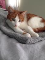 Kattenoppas of konijnenoppas, Ophalen, Kat
