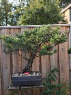 Pinus sylvestris Yamadori, Tuin en Terras, Planten | Bomen, Bloeit niet, Overige soorten, Minder dan 100 cm, Ophalen