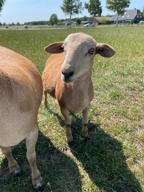 Nolana rammen, Dieren en Toebehoren, Schapen, Geiten en Varkens, Schaap, Mannelijk