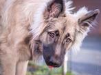 Oud Duitse Herder pup teef 8 maanden, Dieren en Toebehoren, Honden | Herdershonden en Veedrijvers, Particulier, Rabiës (hondsdolheid)