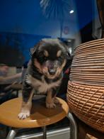 Pomsky mix puppy reutje zoekt een thuis, Particulier, Rabiës (hondsdolheid), 8 tot 15 weken, Buitenland