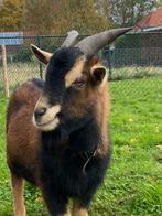 Mooie dwerggeit bok te koop, Dieren en Toebehoren, Mannelijk, Geit