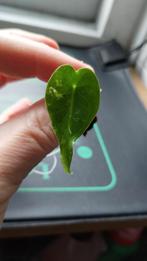Alocasia Frydek Variegata knolletje, Ophalen