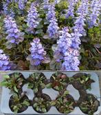 Ajuga Reptans kruipend Zenegroen kruipplant bodembedekker, Ophalen, Bodembedekkers, Vaste plant, Halfschaduw