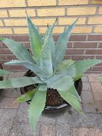 Agave, Ophalen of Verzenden, Bloeit niet, Overige soorten, Volle zon