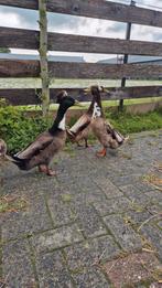 4 mannelijke kuifeend (woerd) beschikbaar, Dieren en Toebehoren, Mannelijk, Eend