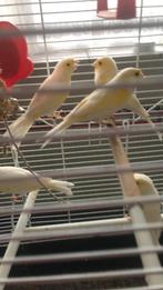 Te Koop; Fraai Koppel Geel Mozaïek Kanaries Geringd 2025, Meerdere dieren, Kleurkanarie