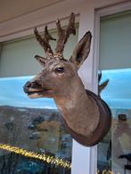 Reekop opgezette reebok hert taxidermie, Verzamelen, Ophalen of Verzenden, Gebruikt, Hert, Gewei of Kop