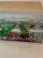 Klein aquaruim, Dieren en Toebehoren, Vissen | Aquaria en Toebehoren, Ophalen, Gebruikt, Gevuld zeewateraquarium