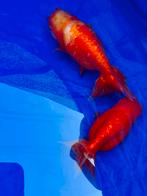 Ranchu fancy goldfish goudvis, Dieren en Toebehoren, Vissen | Vijvervissen, Goudvis(sen)