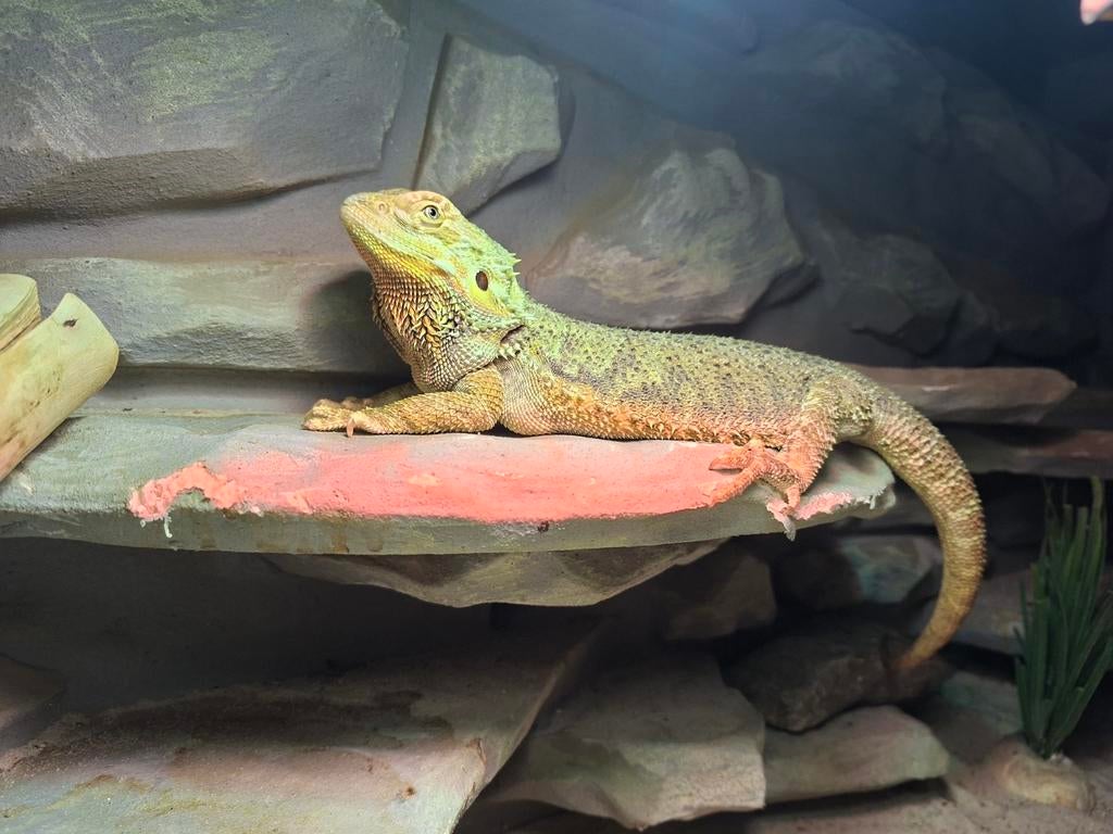 2 baardagaam vrouwtjes, Dieren en Toebehoren, Reptielen en Amfibieën, Hagedis, 3 tot 6 jaar
