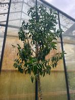 Portugese laurier op stam, Prunus lusitanica Angustifolia, Tuin en Terras, Planten | Bomen, Ophalen, Halfschaduw, Overige soorten
