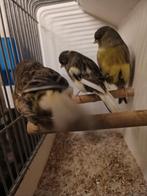 Glosters, Dieren en Toebehoren, Vogels | Kanaries, Mannelijk