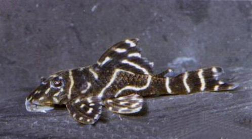 L-Nummers: L129 Hypancistrus debilittera, Dieren en Toebehoren, Vissen | Aquariumvissen, Zoetwatervis, Vis