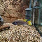 3x vrouw Malawi cichliden, Dieren en Toebehoren, Vissen | Aquariumvissen, Vis