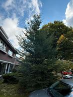 6/7 meter hoge kerstboom, Tuin en Terras, Planten | Bomen, Ophalen, Volle zon, Overige soorten