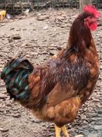 New Hamshire haan te koop, Dieren en Toebehoren, Pluimvee, Mannelijk, Kip