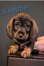 Ruwe Dwerg Teckelreu pups  te koop. Black- Tan. 6-1-2026, Dwerg, Meerdere, Meerdere dieren, Ruwhaar