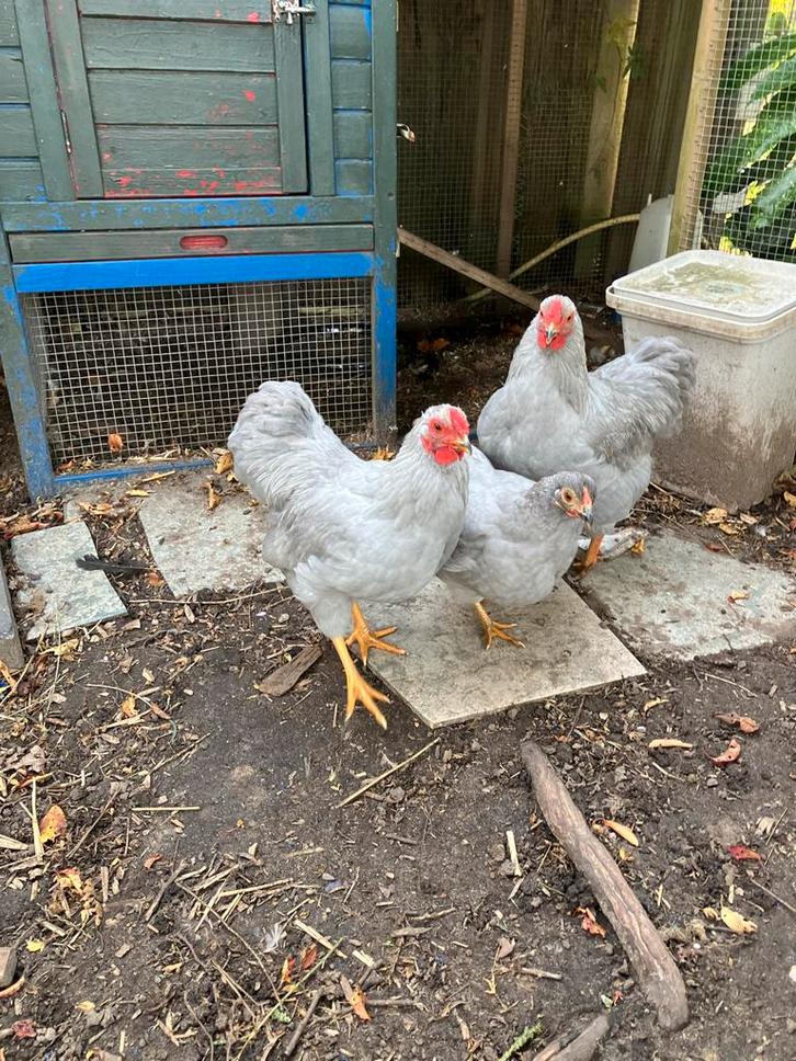 Jonge Lavender Orpington haan, Dieren en Toebehoren, Pluimvee, Kip, Mannelijk
