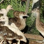 Eenden siereenden roodschoudertaling wildkleur, Mannelijk, Eend