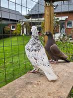 Stipper postduiven duiven, Dieren en Toebehoren, Vogels | Duiven, Meerdere dieren, Postduif