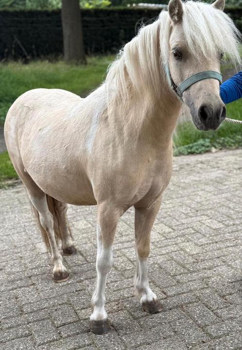 🦄 Barbie Horse 🦄, Dieren en Toebehoren, Pony's, Ruin, Niet van toepassing, A pony (tot 1.17m), Recreatiepony, 3 tot 6 jaar