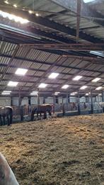 Paardenrusthuis (revalidatie )grote inloop stal, Dieren en Toebehoren, Stalling en Weidegang, Stalling