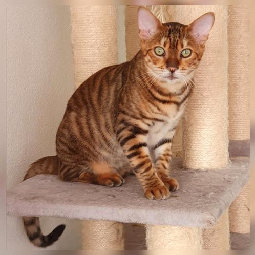 Toyger cattery Mostert., Dieren en Toebehoren, Katten en Kittens | Raskatten | Korthaar, Ontwormd, Ingeënt