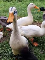 Indische loopeenden mix, Dieren en Toebehoren, Pluimvee, Meerdere dieren, Eend