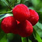 Aardbeiboom, Arbutus unedo met heerlijke oranje vruchten., Tuin en Terras, Planten | Tuinplanten, Halfschaduw, Vaste plant, Herfst