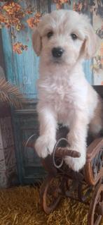 Golden doodle pupjes 7 oktober geboren. Uit geteste  ouders., Overige rassen, CDV (hondenziekte), 8 tot 15 weken, Meerdere